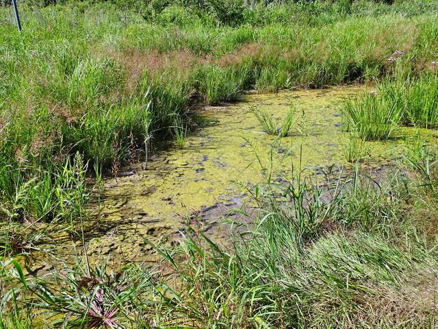 Überschwemmungsgebiet