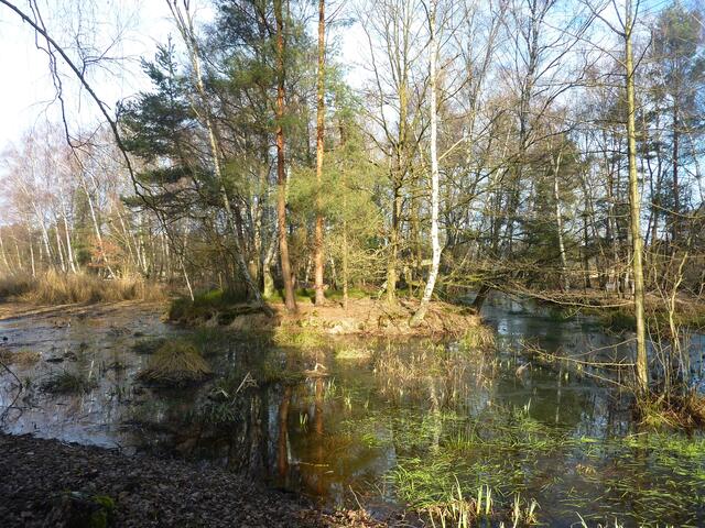 Die Würmseeinsel war jahrelang verlandet gewesen. Schön, dass sie nun wieder sichtbar ist.