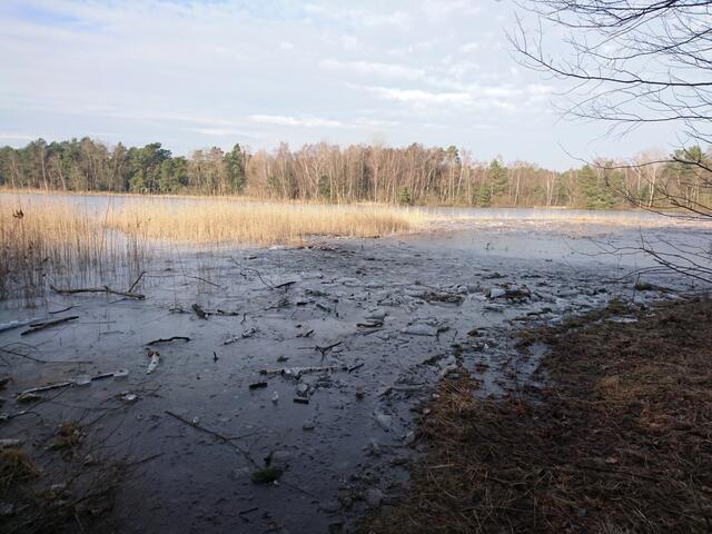 Früher reichte der See nur bis zum Schilfgürtel.