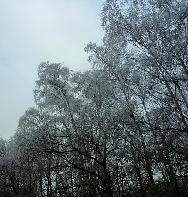 Gefrorener Nebel verzaubert die Bäume in filigrane Schönheiten.