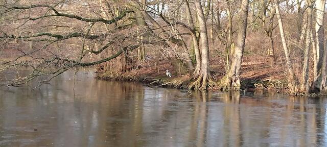 Reiher im Georgengarten
