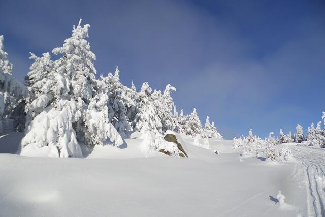 Die letzte Höhe wird erklommen. Parallel zur hier steilen Brockenchaussee, die von Schierke heraufkommt, laufen wir durch Tiefschnee.