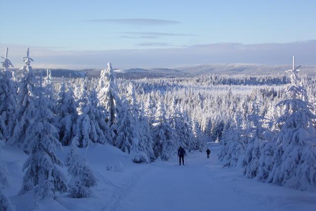 Am Königsberg wird es steiler. Wir kommen aus dem dichten Wald heraus, und damit weitet sich der Blick. Im Hintergrund ist als weiße Fläche das Alpin-Ski-Gebiet am Sonnenberg erkennbar. Rechts der langgezogene Rücken des Acker-Bruchberges.