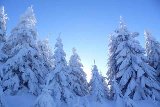 Der Wald zeigt sich im Winter von seiner schönsten Seite.