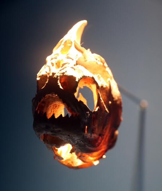 Skelett eines Kopfes --- ich fand die Lichtsetzung sehr gut