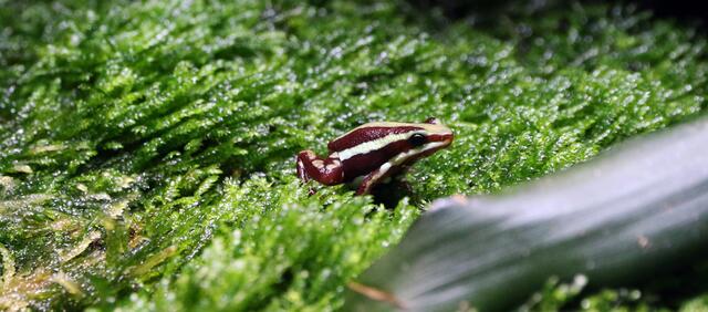 Frosch (erneut vergessen, die kleinen Schilder zu fotografieren)