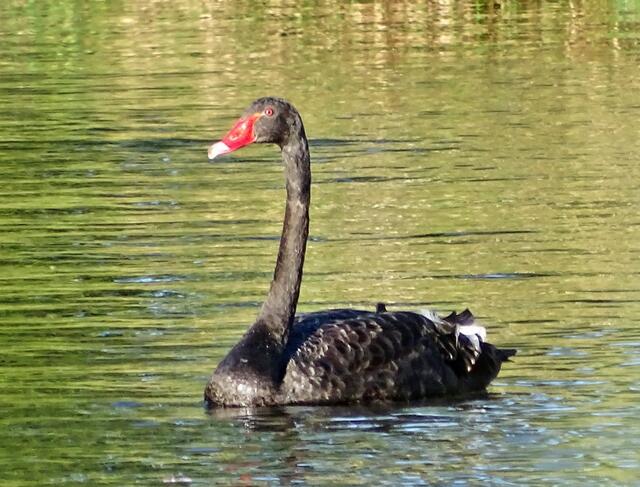 Trauerschwan (Cygnus atratus)                                               Keine einheimische Art, kommt eigentlich nur in Australien und Tasmanien vor.  In Europa kommen ausschließlich ausgesetzte und verwilderte Trauerschwäne vor.
