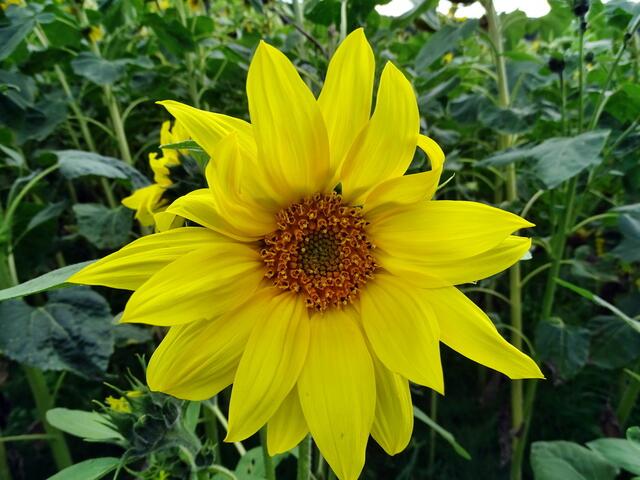 Sonnenblume (Helianthus annuus)
