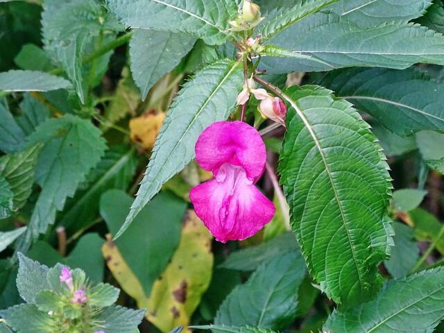 Drüsige Springkraut (Impatiens glandulifera)