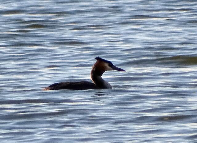 Haubentaucher (Podiceps cristatus)