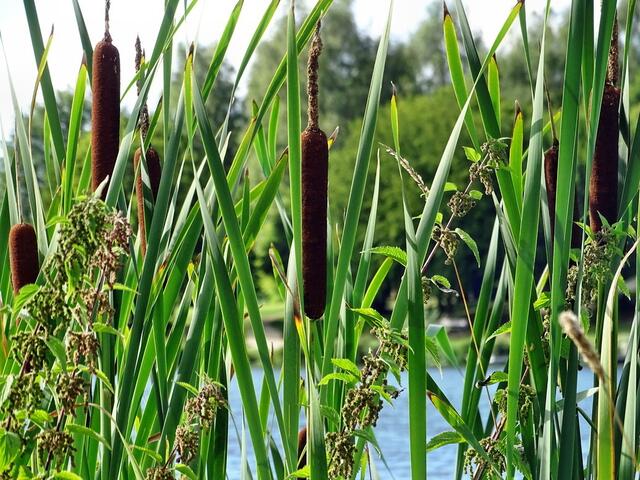 Rohrkolben (Typha)