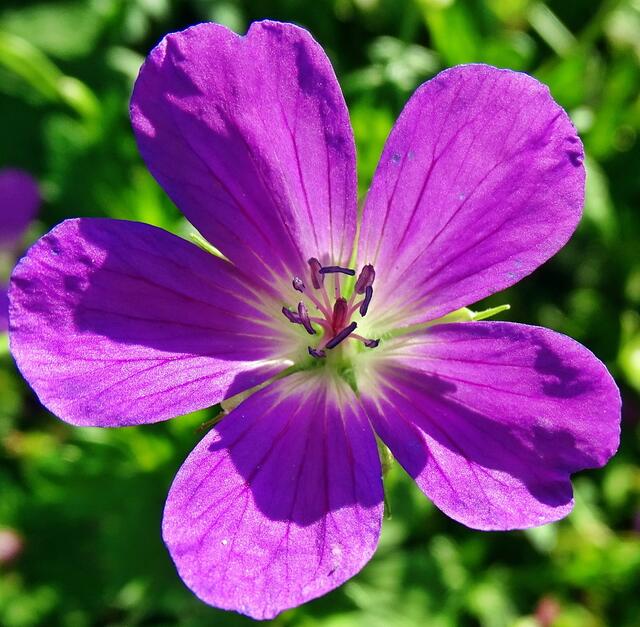 Blutroter Storchschnabel (Geranium sanguineum)