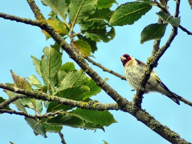 Stieglitz (Carduelis carduelis), auch Distelfink genannt
