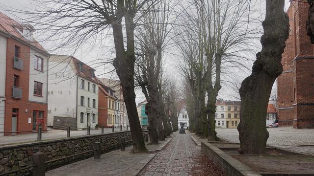 Die kahlen Linden, die zwischen dem Stadtkanal „Frische Grube“ und dem Nikolaikirchhof (rechts) stehen, tragen zur fahlgrauen Stadtansicht bei. Foto: Helmut Kuzina