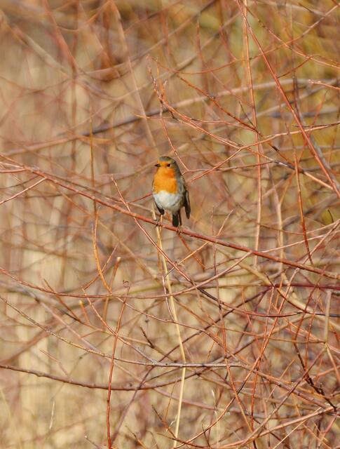13.02.2017 © AW  Endlich auch bei uns mal ein Rotkehlchen...
