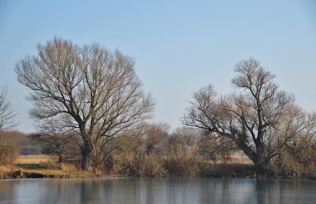 13.02.2017 © AW  Noch viele Wochen von frischem Grün entfernt