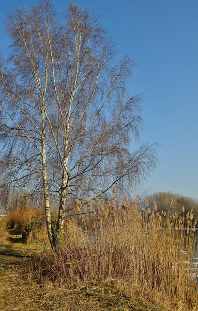 13.02.2017 © AW  Aber der Frühling ist zu spüren