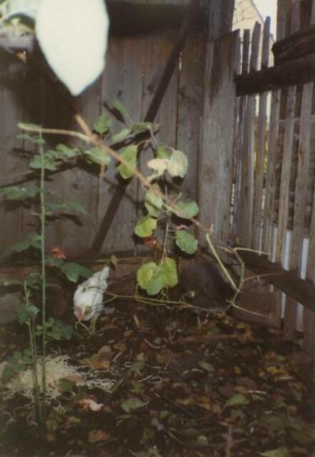 So setzte sich unser Hühnerbestand im Jahr 1992 vor unserem Wegzug zusammen. Die Weiße hieß Doreen und war die Anführerin der vier Italiener. Immer wenn es Futter gab, hatte zunächst sie den Vortritt und nachdem sie bereits ein bisschen was zu sich genommen hatte, durften die anderen auch ran. Und die respektierten ihre Stellung auch.