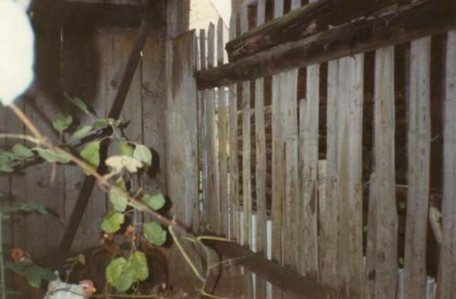 Hinter der Bretterwand, die in östlicher Richtung lag, befand sich unser Vorgarten mit verschiedenen Steingartengewächsen. Rechts der Zaun zum Nachbargrundstück der Familie Walter.