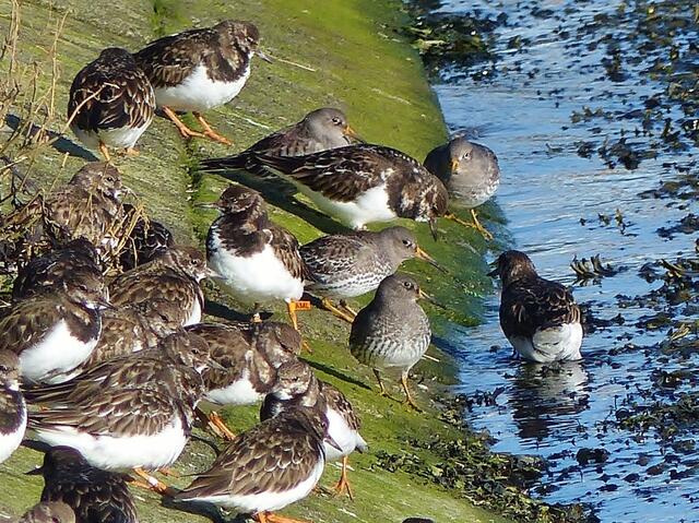 Steinwälzer und Meerstrandläufer