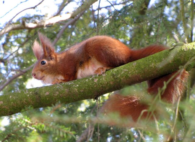 Auch dieses Tier mit dem langen Schwanz fühlt sich dort wohl. | Foto: Christel Wolter