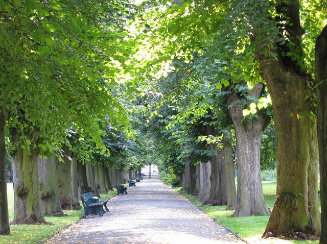 Am Mausoleum beginnt die Lindenallee.
