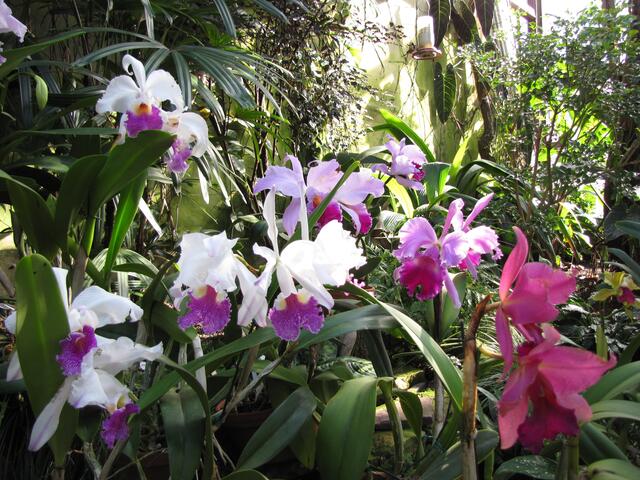 Die Orchideensammlung hat in Herrenhausen Tradition.