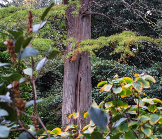 Und man wundert sich, was für Baumarten es doch so gibt und in welchen fernen Ländern die zu Hause sind.