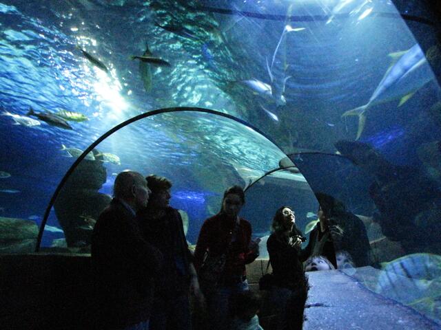 Im ewigen Dämmerlicht bekommt der Besucher einen faszinierenden Einblick in Unterwasserwelten. Aber auch ein lichter Tropenwald gehört dazu.
