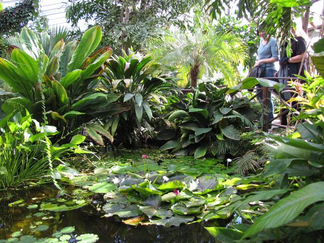 Beonders beeindrucken Bromelien, die auf Bäumen wachsen. In Wasserbecken fühlen sich Fische und Schildkröten wohl, im Urwaldgeäst Schmetterlinge.
