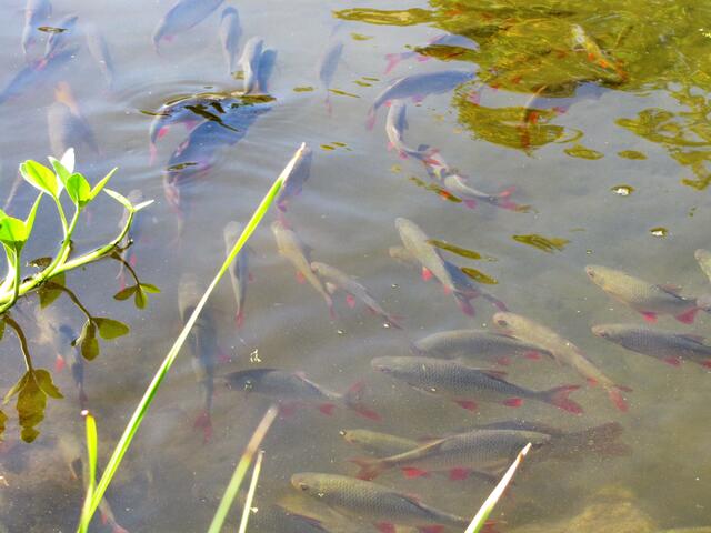 Da gibt es überall was zu gucken. Unter Wasser die Schuppentiere...