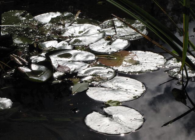 ...und über Wasser die Seerosenblätter.