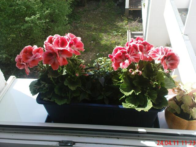 Frühling auf der Fensterbank!