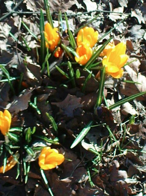 Frühling im Garten!