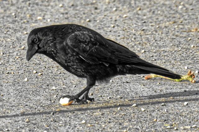 "Schön fluffig ist es ja!" "Na klar, das hat ja auch der führende Bäcker der Stadt gebacken und für den Teig hat er sogar extra Süßrahmbutter verwendet!"