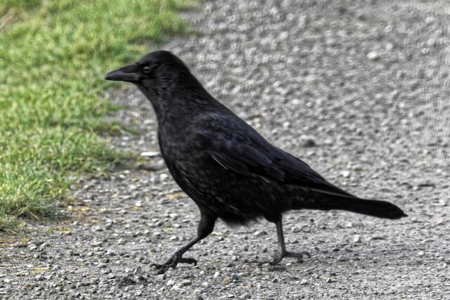 "So, ich bitte jetzt um Bezahlung für meinen Auftritt!"