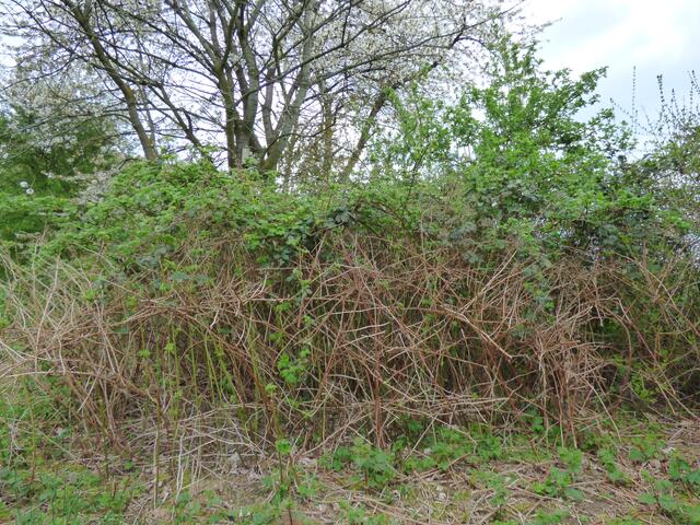 Natürliche Hecke