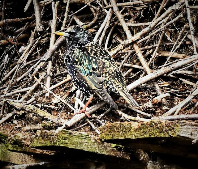 Ein Star als Untermieter im Storchennest