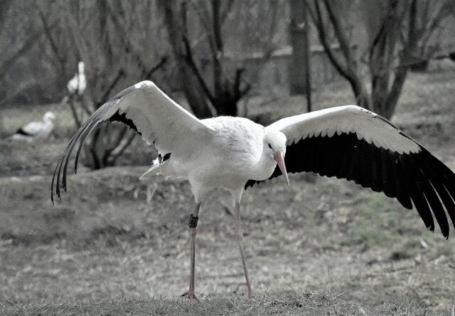 Verletzter Storch. Er wird im Gehege gesundgepflegt