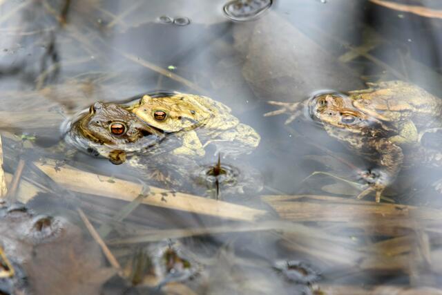 Die Krötenwanderung gehört zu den faszinierendsten, aber auch seltsamsten Phänomenen der Natur | Foto: SCHWARZE-art-PHOTOGRAPHIE