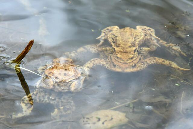Die Krötenwanderung gehört zu den faszinierendsten, aber auch seltsamsten Phänomenen der Natur | Foto: SCHWARZE-art-PHOTOGRAPHIE