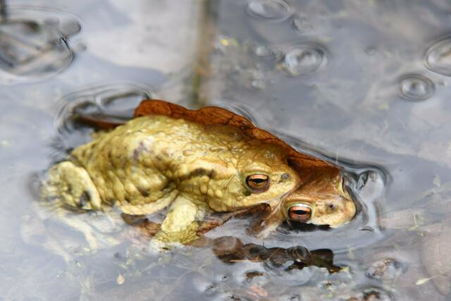 Die Krötenwanderung gehört zu den faszinierendsten, aber auch seltsamsten Phänomenen der Natur | Foto: SCHWARZE-art-PHOTOGRAPHIE