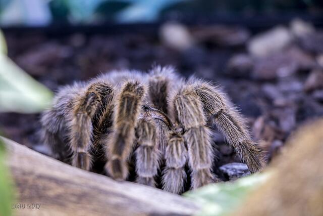 Eine Vogelspinne