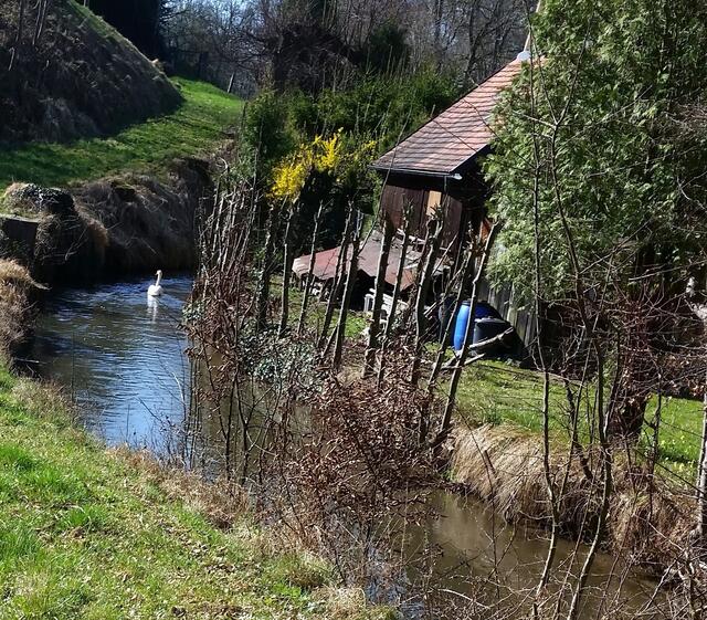 Und zum guten Schluß der stolze Schwan auf seiner Bahn