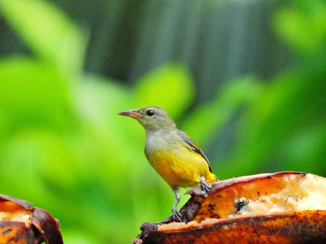 Weibchen des Orangebauchmistelfressers !