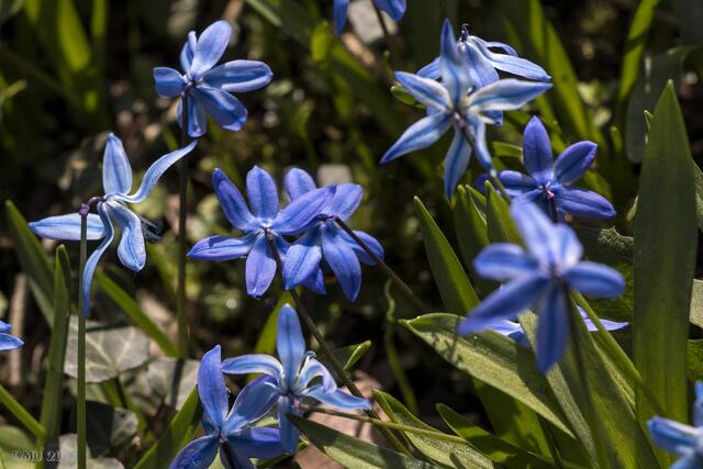 So sieht die Scilla von Nahem aus.