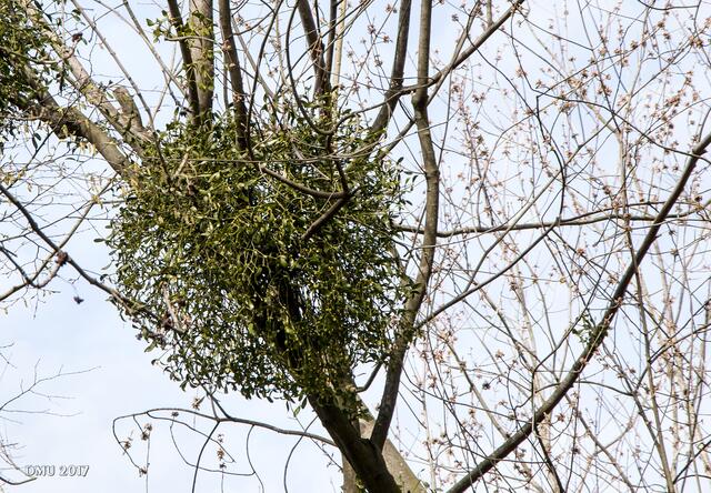 Ein Blick nach oben: Misteln