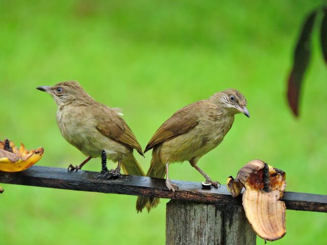 Pärchen  der Blauford Bülbül