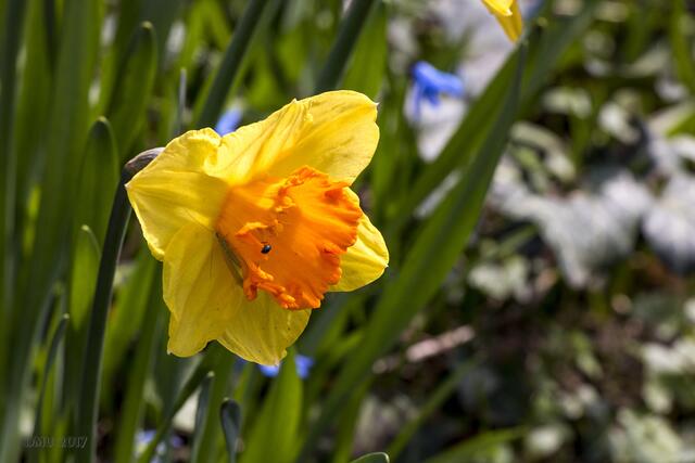 Osterglocke mit Microvieh