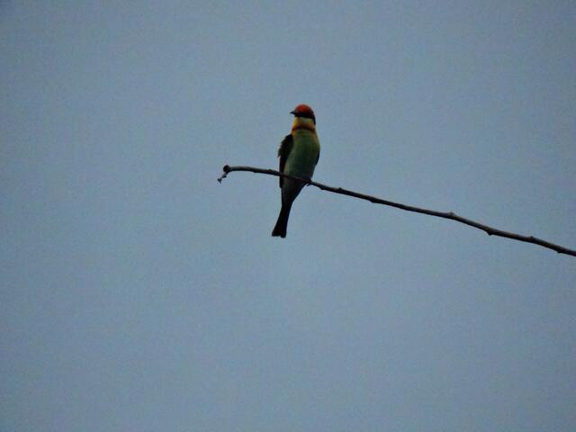 Bengalspint (Bienenfresser)